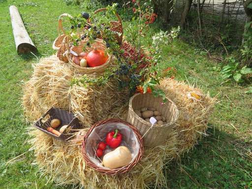 Das Gelände des Waldkindergartens.